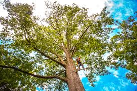 Best Lawn Pest Prevention  in Lake Lorelei, OH