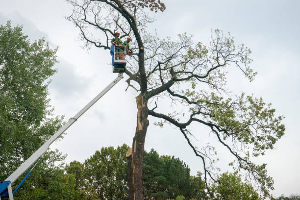 Best Tree Mulching  in Lake Lorelei, OH