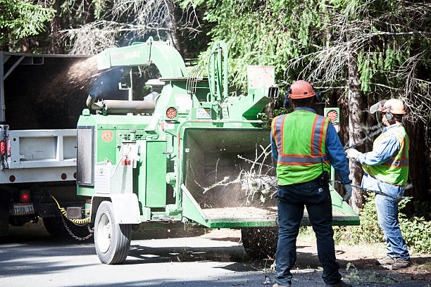 Best Arborist Consultation Services  in Lake Lorelei, OH