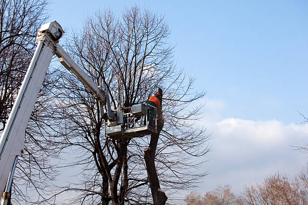 Best Tree Disease Treatment  in Lake Lorelei, OH