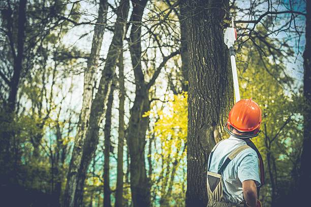 Best Tree Preservation Services  in Lake Lorelei, OH