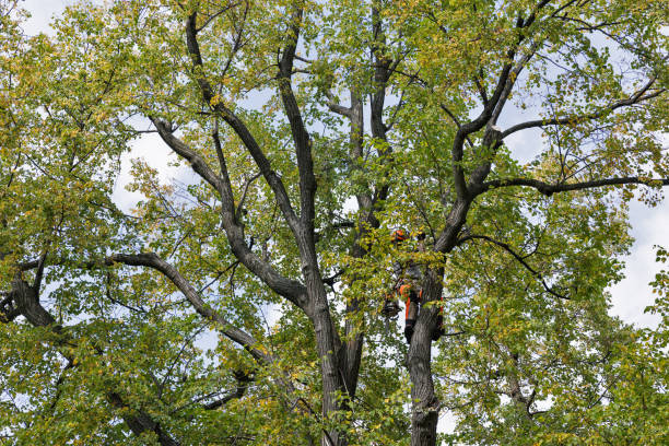 Best Tree Risk Assessment  in Lake Lorelei, OH